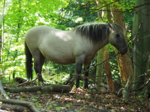 Loslopende paarden in Nationaalpark Zuid Kennemerland